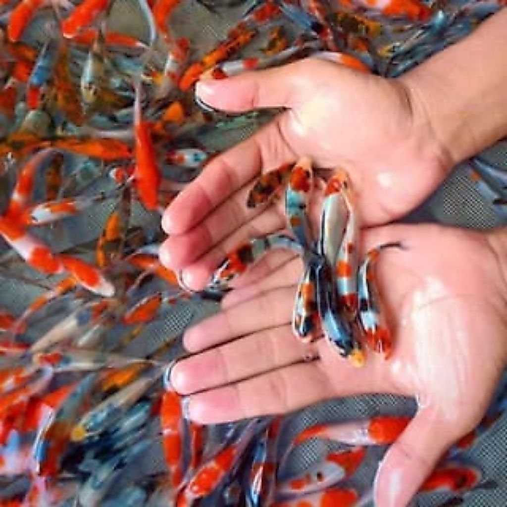 paket Ikan Koi Bibit Unggul 6-7cm Layak Budidaya Warna Random