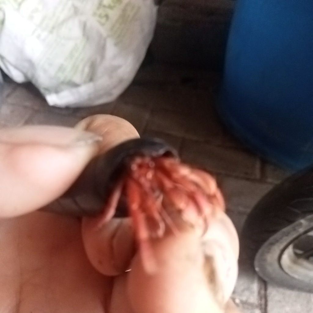 umpan pancing kelomang darat