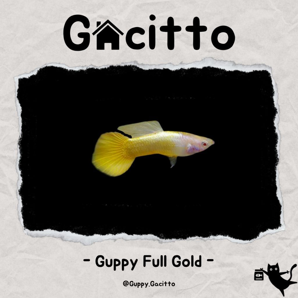 Guppy Full Gold - Golden Guppy