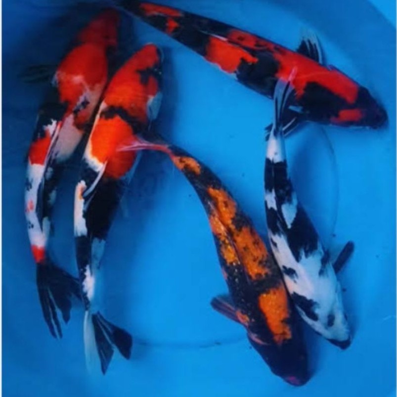 Koi Showa Shiro super Unggulan Aman Oksigen