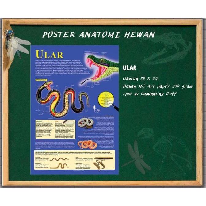 POSTER ANATOMI HEWAN (ULAR)