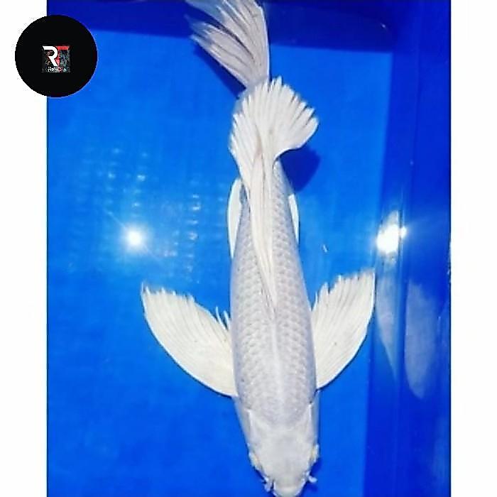 Ikan Koi Slayer Platinum Bali 2 Ekor Size 25-30Cm Terbaru 