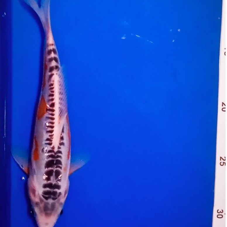 Ikan Koi Blitar Hana Shusui ( PrEmIuM)