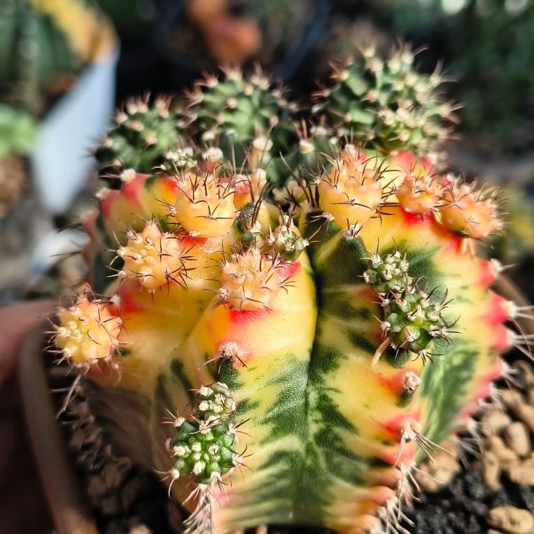 Kaktus Gymno Miha Multicolour Clone B Calon Induk