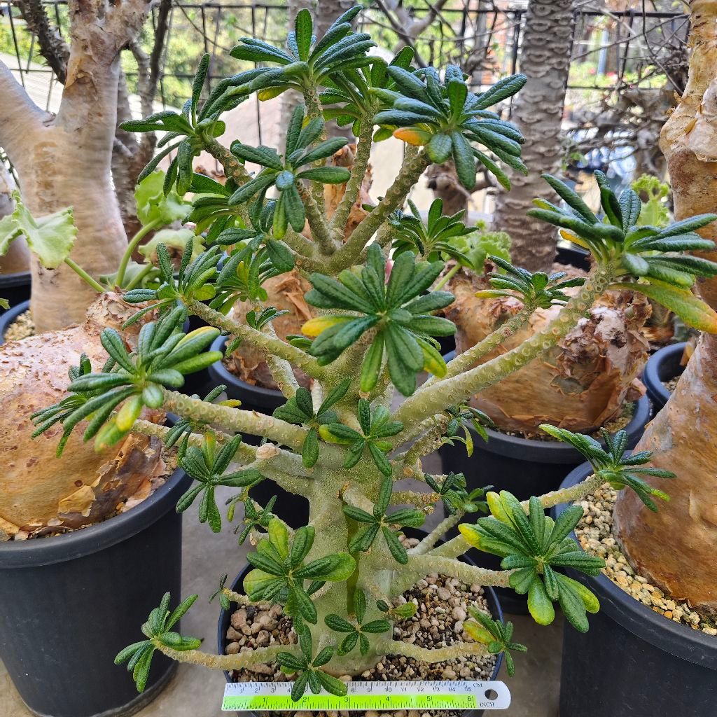 Tanaman Caudiciform Dorstenia gigas size besar