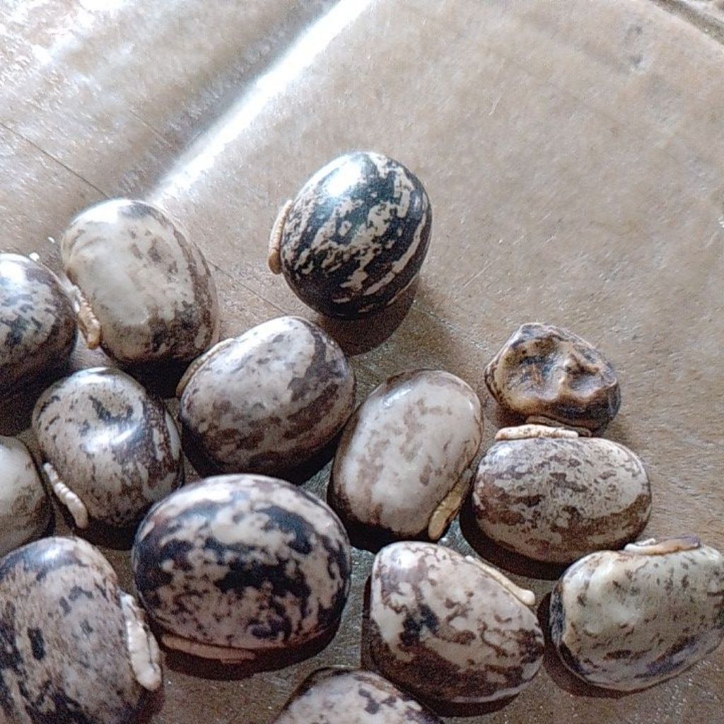 10 Butir Benih Kacang Koro Benguk Benih Unggul Benih Kacang Koro Benguk