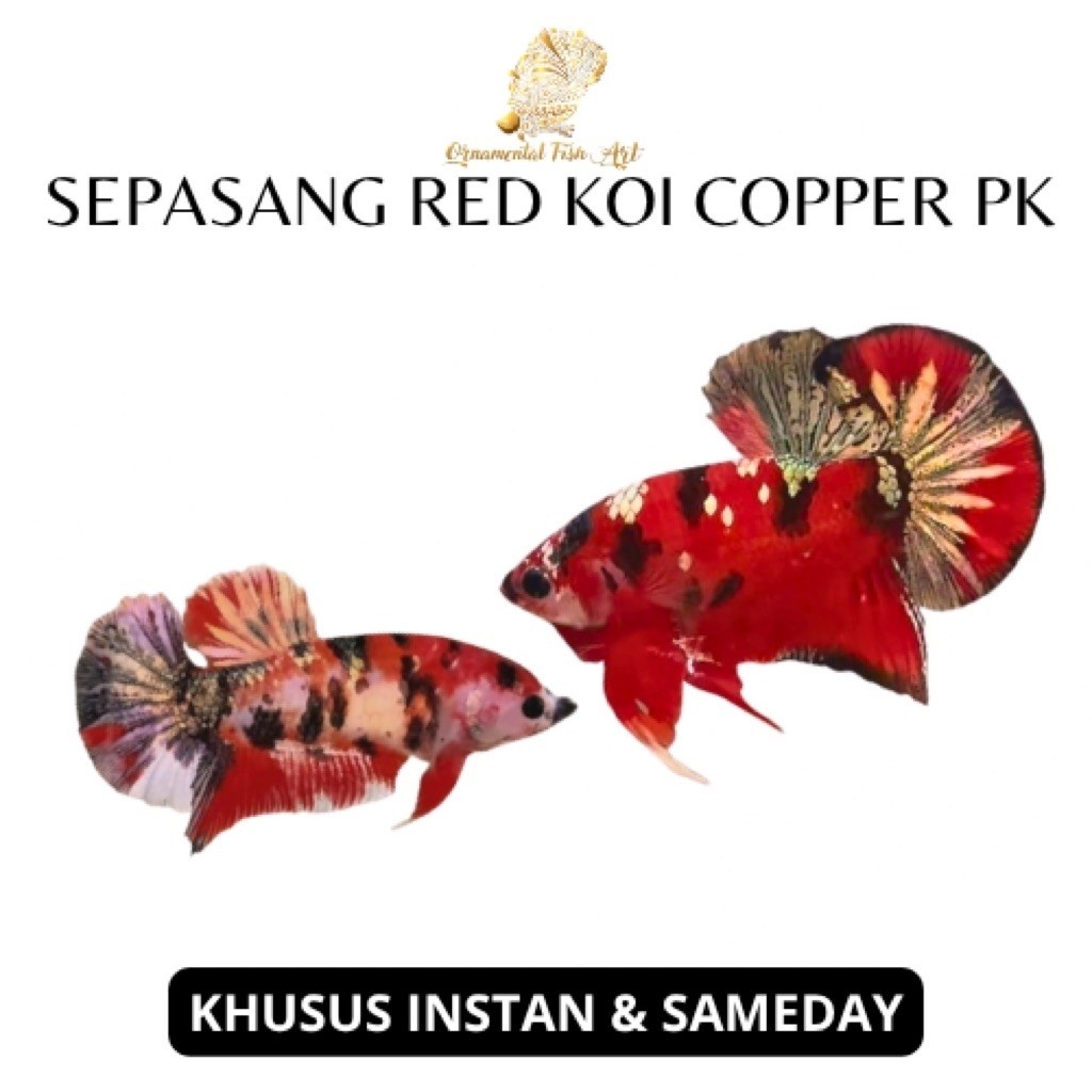 Ikan Cupang Sepasang Pk Red Koi Copper