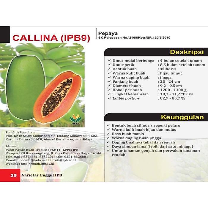 Benih Pepaya Callina IPB (IPB9)