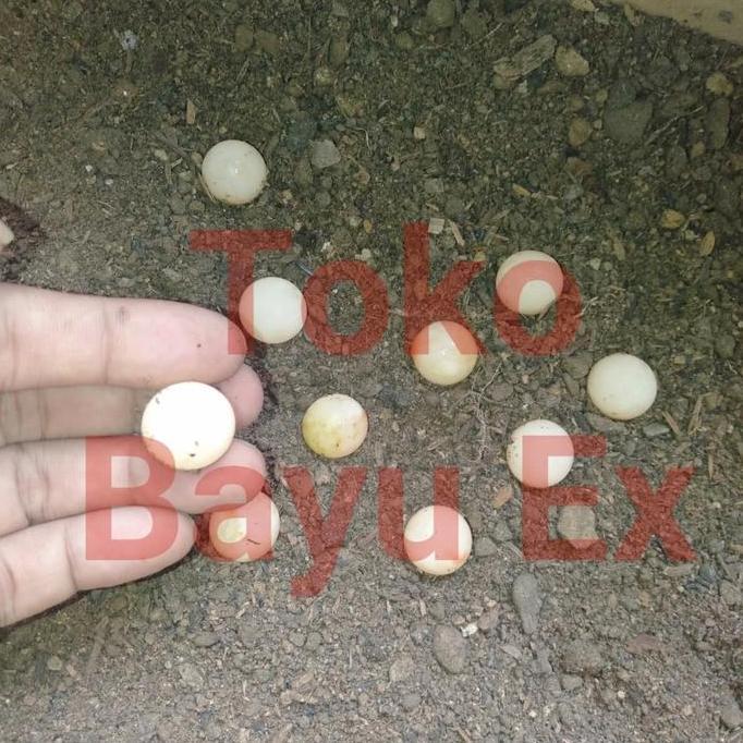 DISKON Telur kura bulus labi labi