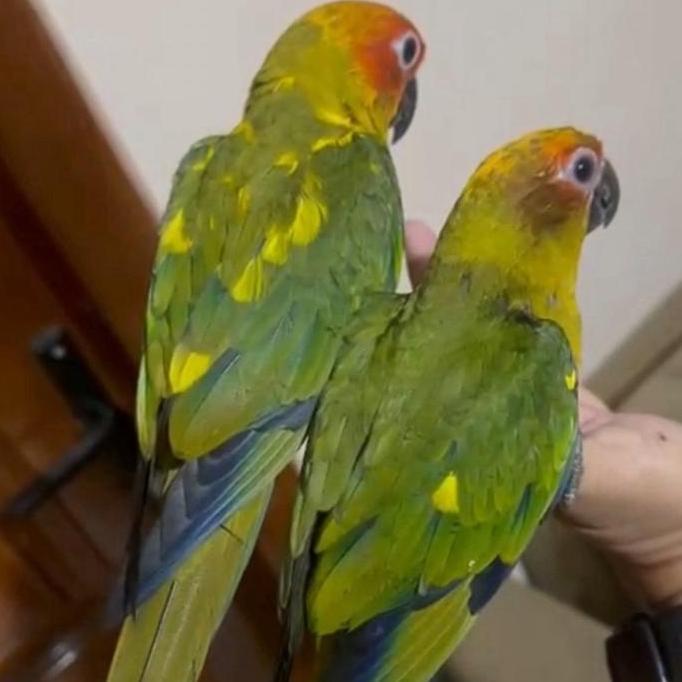SEPASANG SUN CONURE PARROT DNA