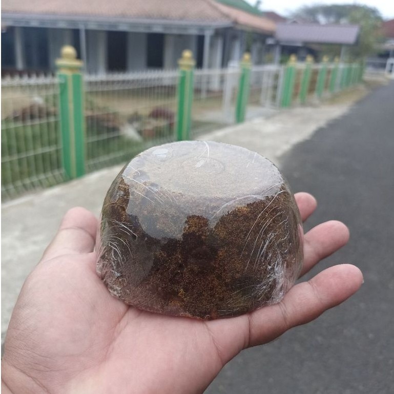 GULA AREN CURUP REJANG LEBONG BENGKULU