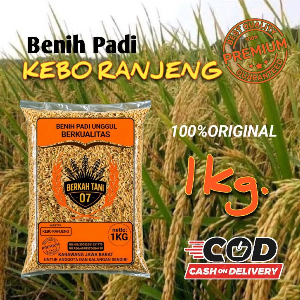 benih padi kebo ranjeng (bojeng) original 1kg