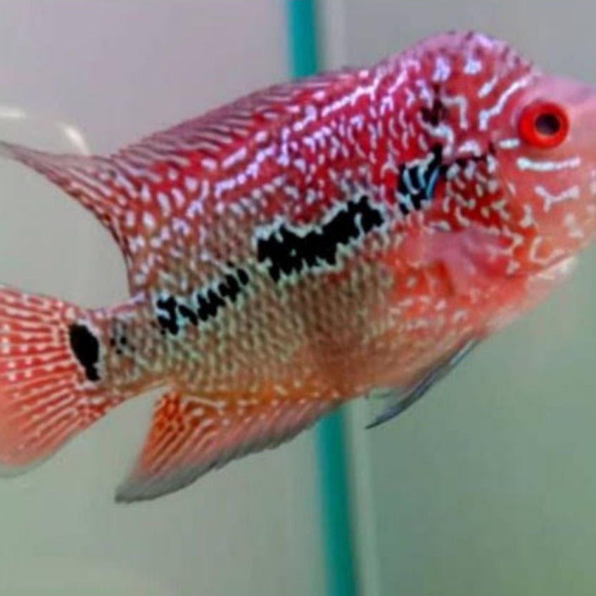Piero Ikan Lohan SRD Cencu Hybrid Merah Joss 7-9cm