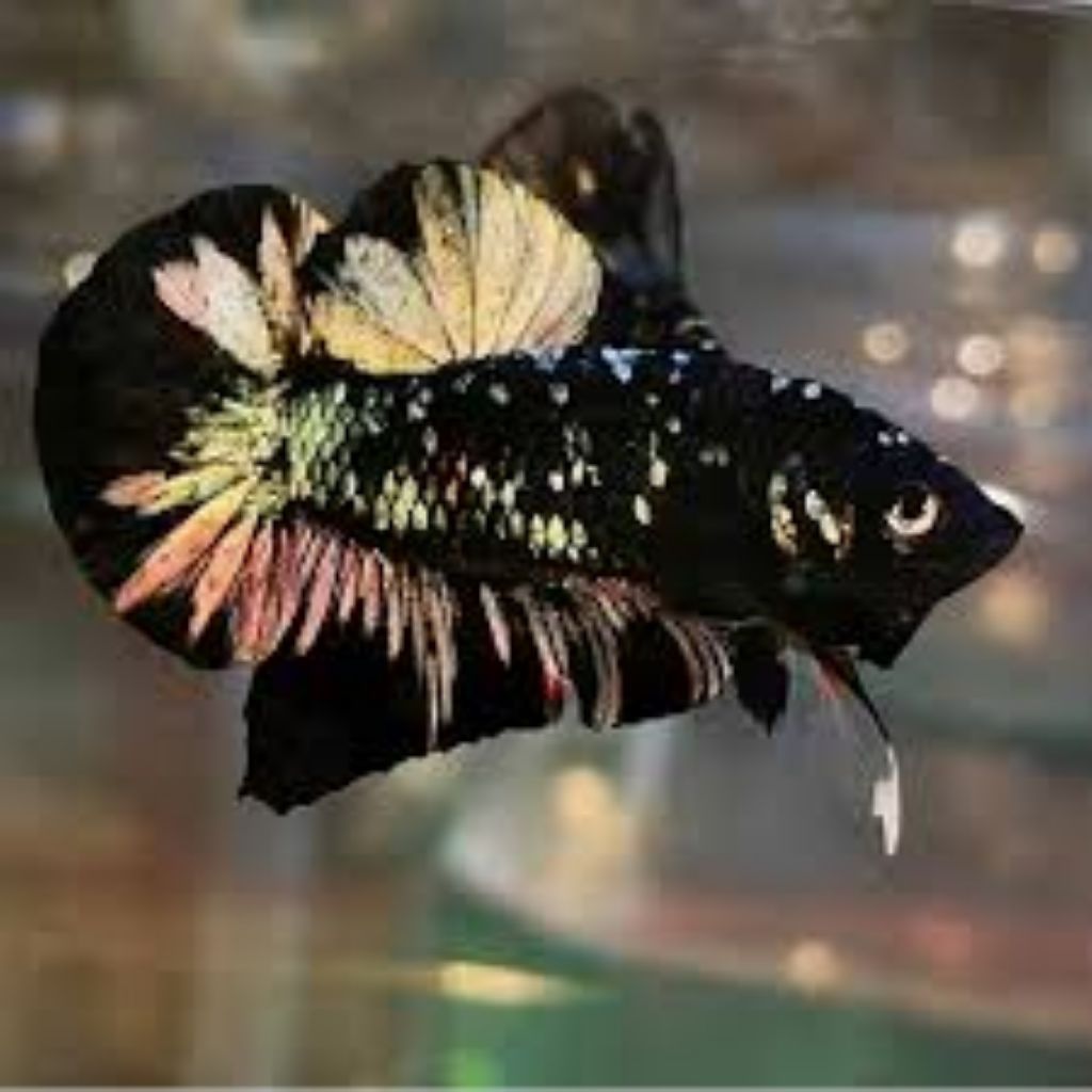 Ikan Cupang Jantan Plakat Avatar Copper