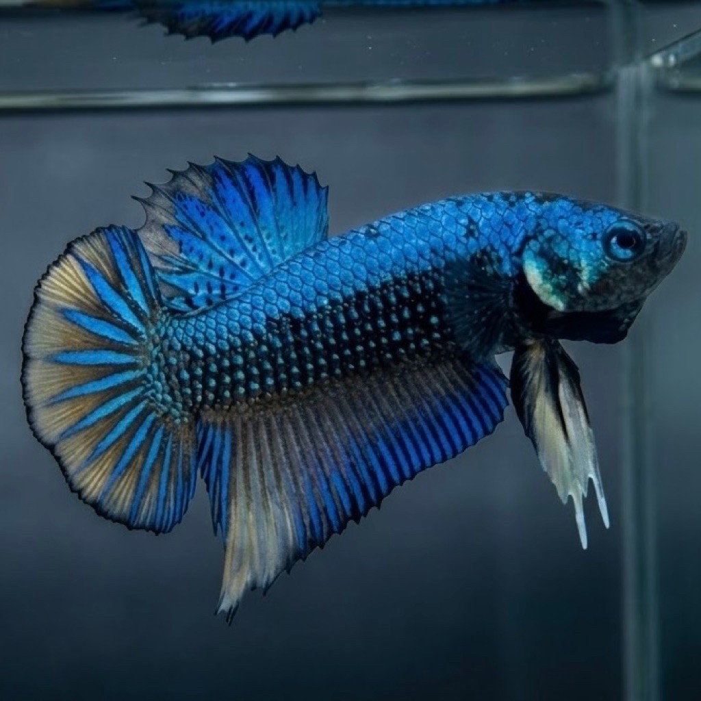 (REAL PIC) GIANT AVATAR GREEN BO 4,5 CUPANG