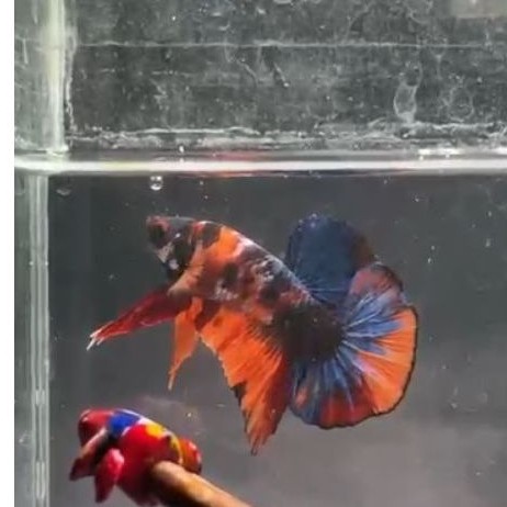 ikan cupang multicolor