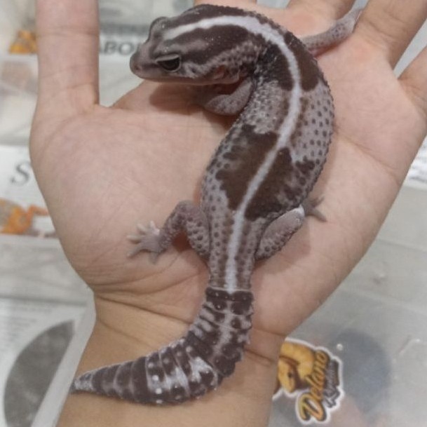 Gecko AFT Oreo Stripe