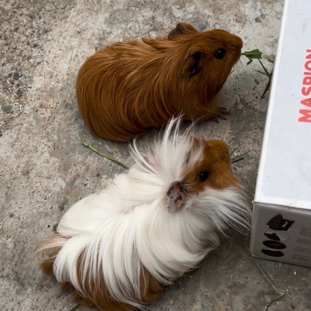 Guinea Pig (Marmut Hias)