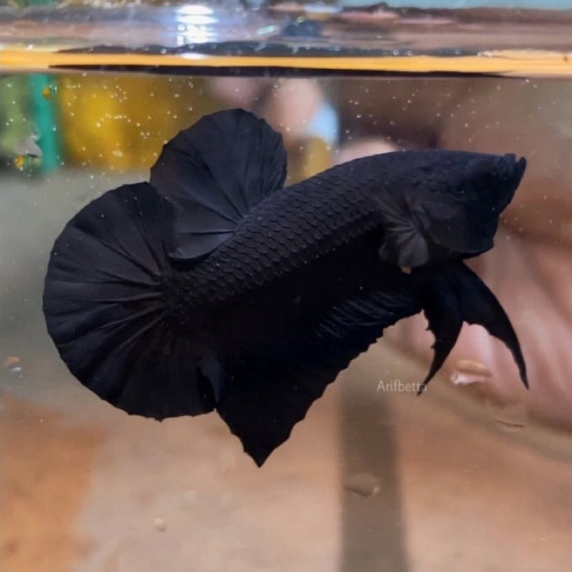 cupang black king super galak, pilihan terbaik, terjamin istimewa