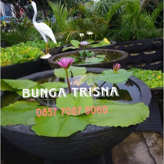 Pot bulat minimalis / pot teratai / pot tanaman air 50cm