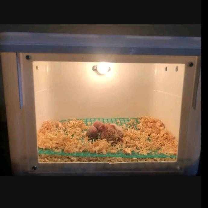 KANDANG INKUBATOR PENGHANGAT LOLOHAN BURUNG, AYAM DAN REPTIL