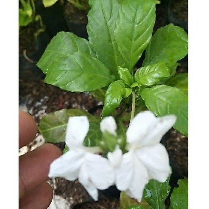 Pohon Rosandra bunga putih / Tanaman hias Crosandra bunga putih