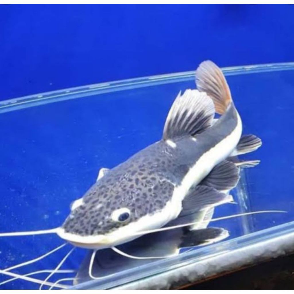Red Tail Catfish RTC Ikan Hias Predator 14+cm