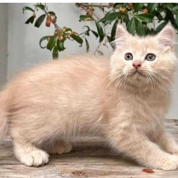 KUCING PERSIA JANTAN 2 BULAN KREM