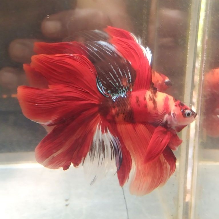 ikan cupang hias aquarium HMDT multi size M