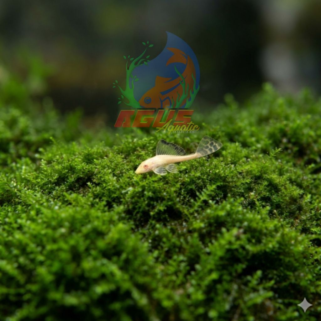 pleco gibicep kecil - pembersih algae