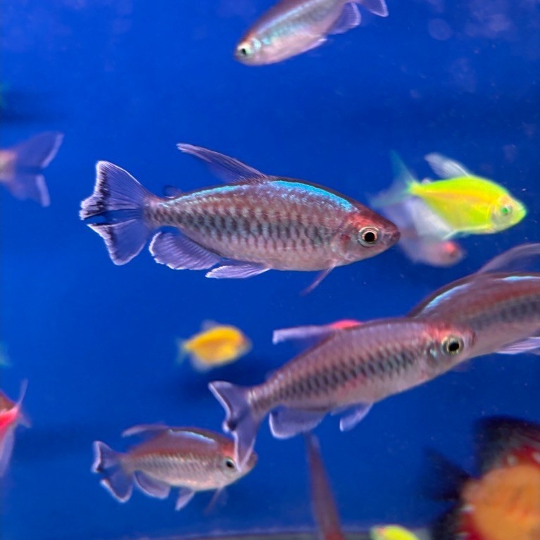 CONGO CONGO TETRA | AQUASCAPE | DEWASA JANTAN