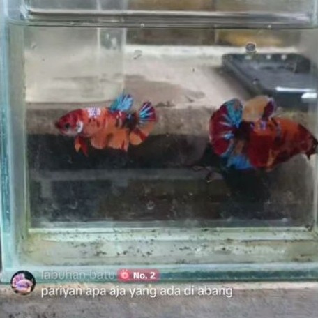 ikan hiyas