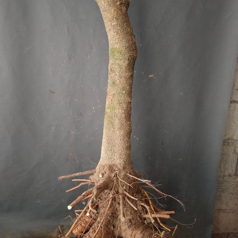 bahan bonsai murbei realpic sesuai gambar bongol besar