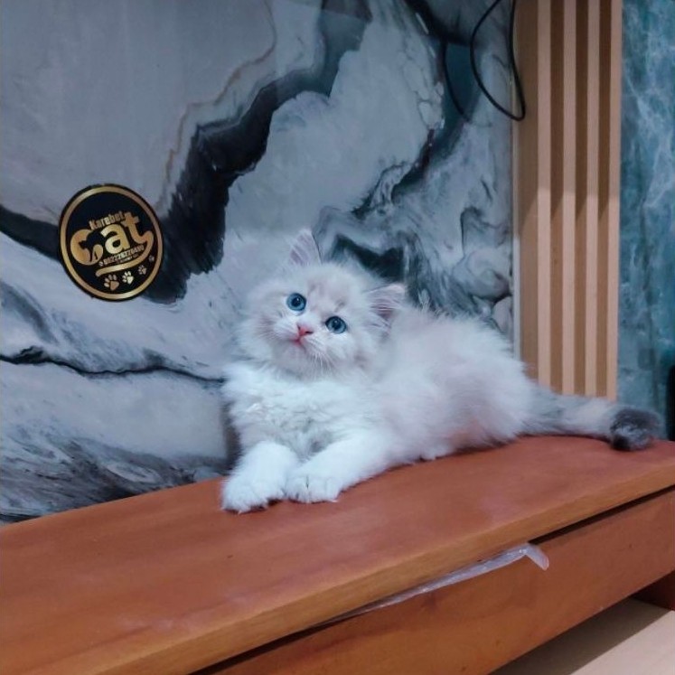 kucing ragdoll