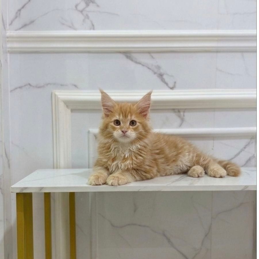 kucing mainecoon pure bigbone