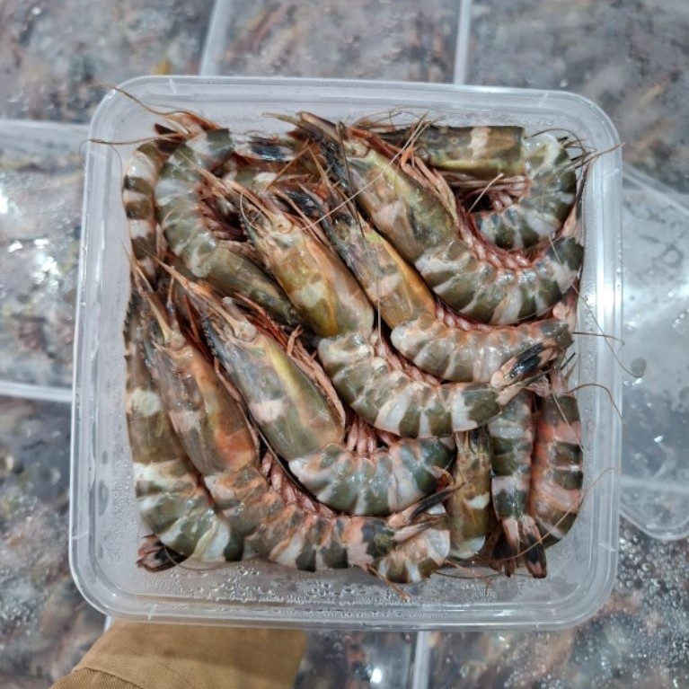 udang windu / tiger -+1kg