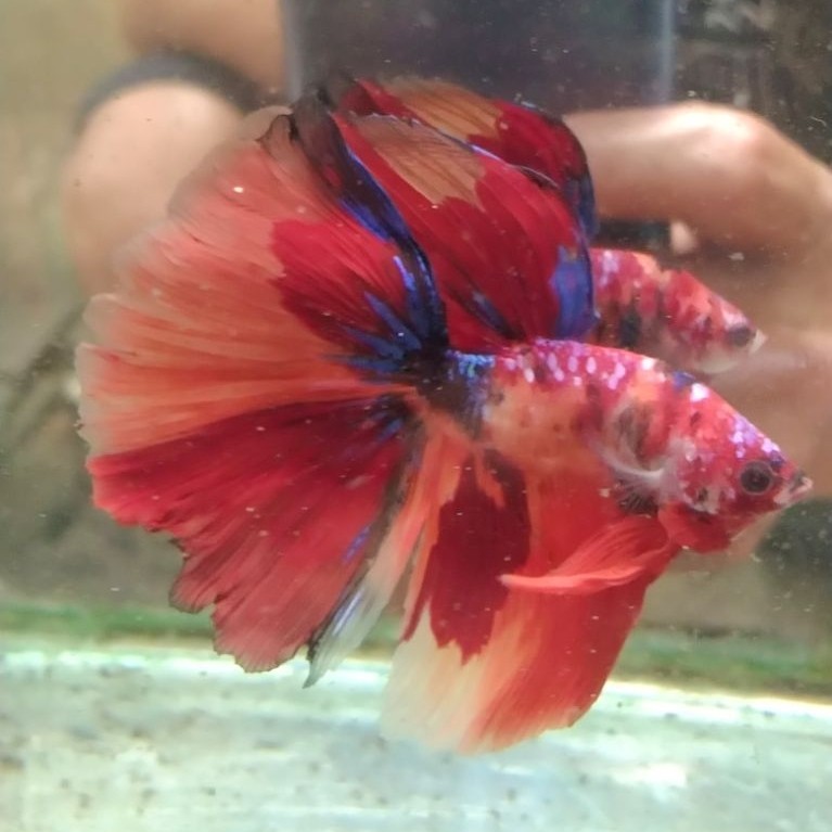 ikan cupang hias aquarium HM multi Size L