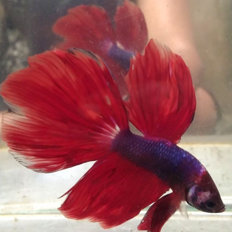 ikan cupang hias aquarium HM multi Size L
