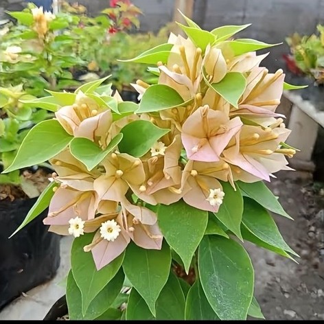 Bugenvil Berbunga Singapura Kuning Tanaman Hias