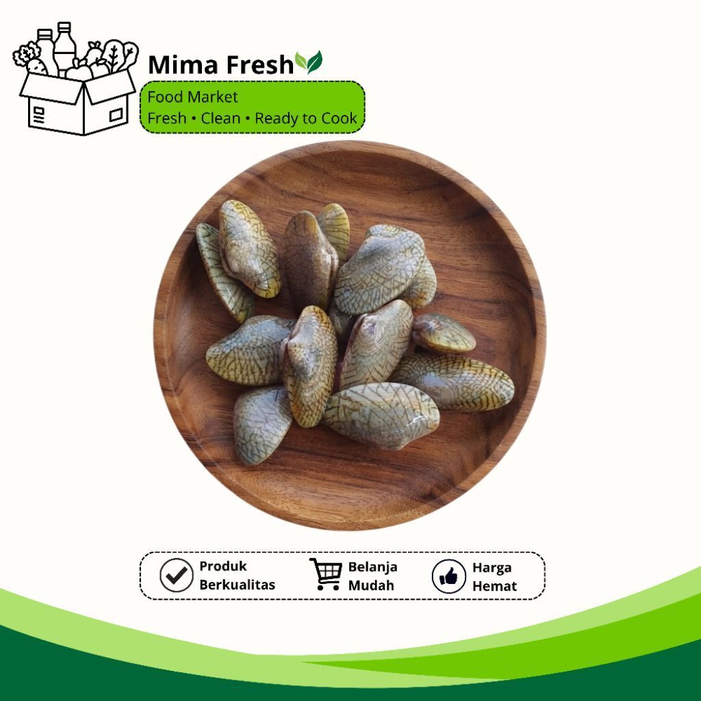 Kerang Batik Fresh Segar - Kerang Batik Laut Bersih
