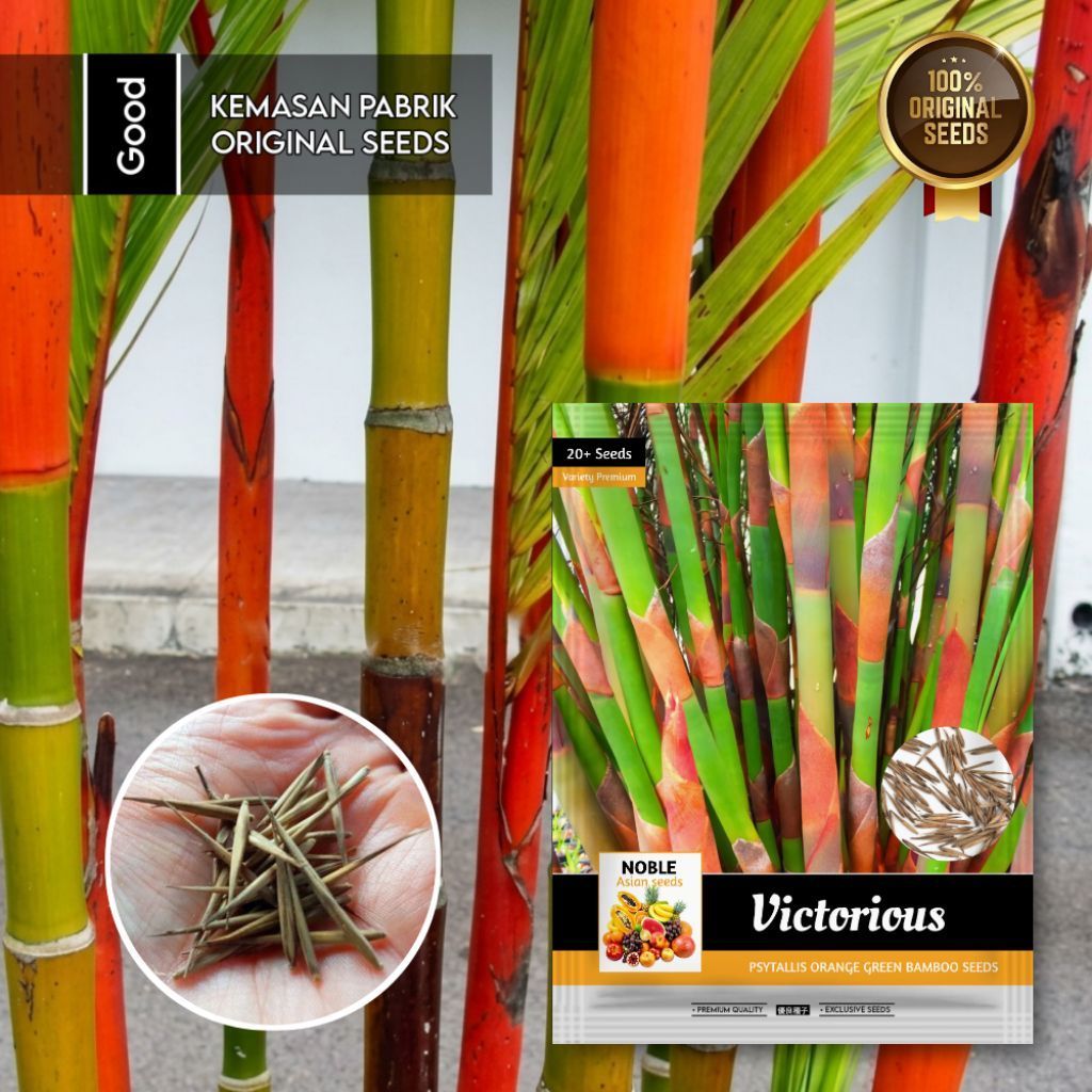 20 Butir Benih Pohon Bambu Orange Tutul Langka | Kemasan Pabrik | Bibit Bambu Unik