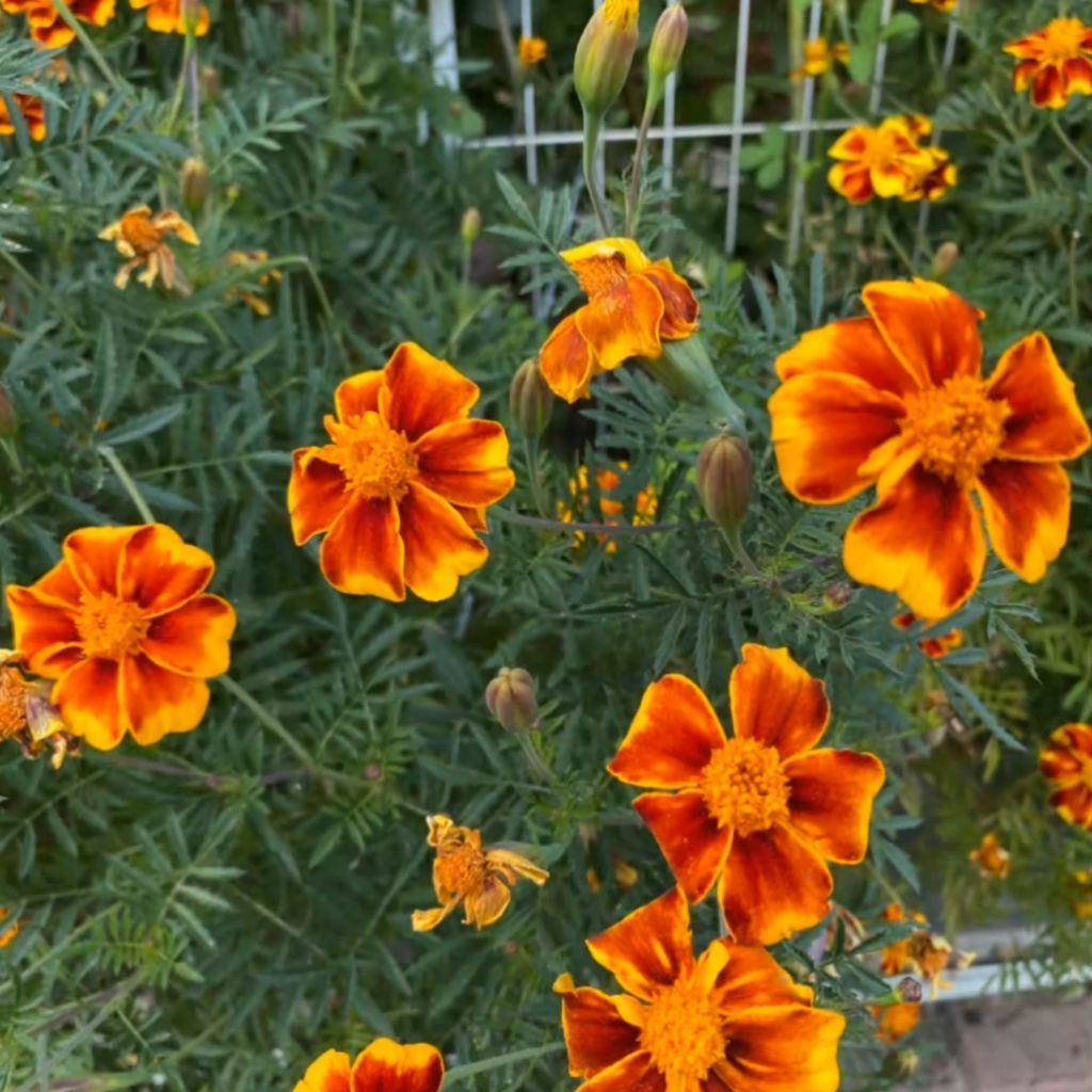 12 Butir Benih Bunga France Prancis Marigold Oranye Benih Bunga Unggul Benih Bunga French Marigold