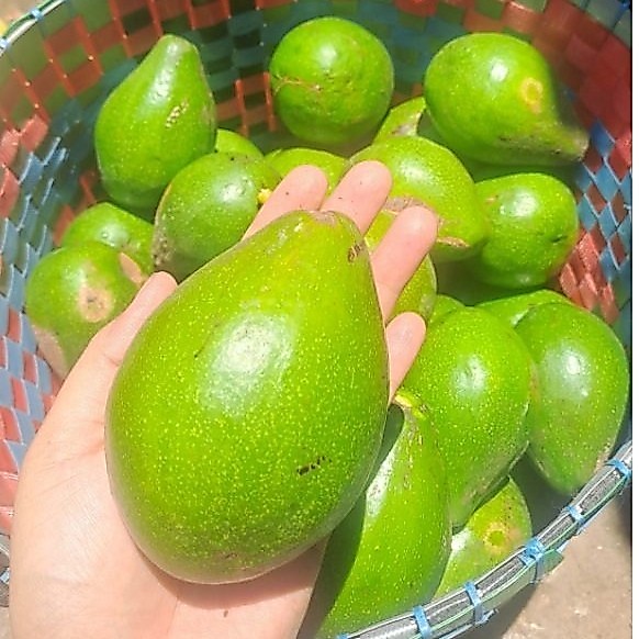 Alpukat Lokal Magetan 1kg Isi 4-5 Buah Kaya Vitamin Serat Creamy Legit