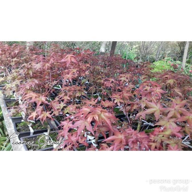 tanaman hias japanes maple bonsai japanese red maple unik red maple