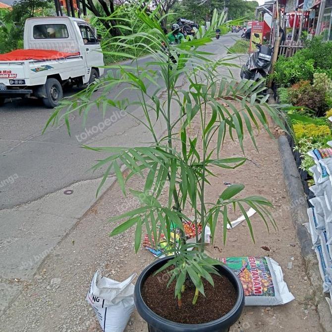 Pilihan - Tanaman Palem Komodoria 120Cm Inc Pot 35Cm