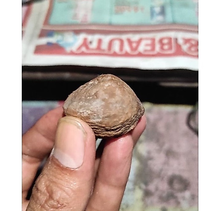 KEMIRI ADU MUNCANG JENIS ETI GOGOG