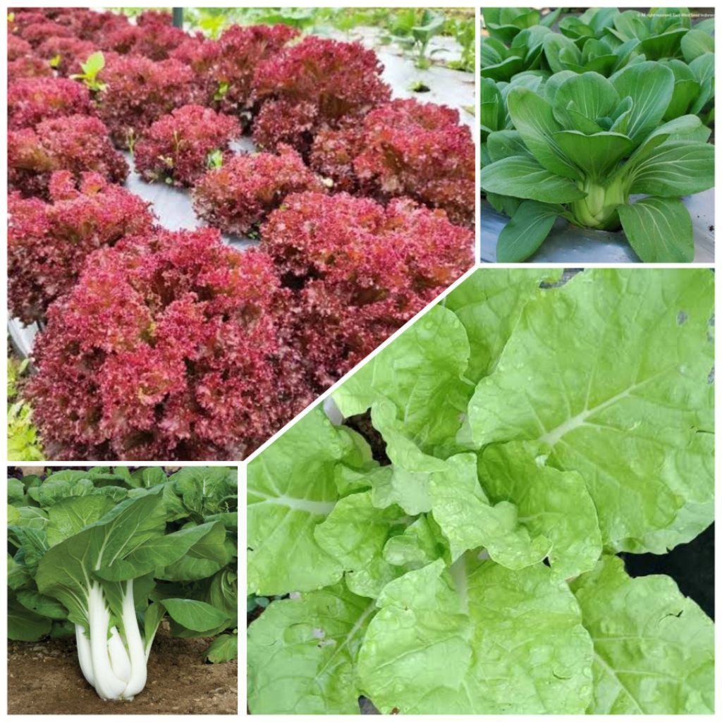 Aneka Macam Benih Biji Sayuran Seledri Selada Hijau Kemangi Timun Cabe Pakcoy Sawi Manis Sawi Pahit 