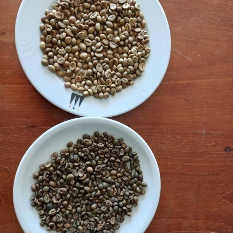 Biji kopi hijau mentah untuk roasting biji kopi robusta dampit 1 KG