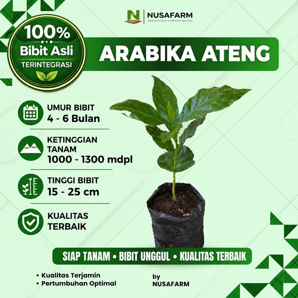 NUSAFARM – Bibit Kopi Arabika Sigararutang Asli Sumatra | 1 Batang Kualitas Unggul