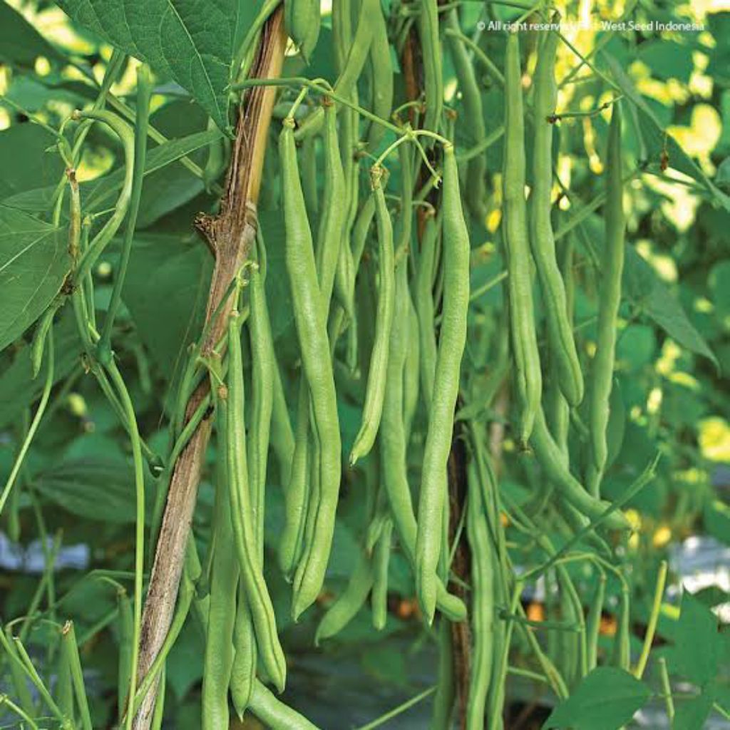 15 Benih Bibit Biji Buncis Aneka Macam Benih Tanaman Sayuran Merambat Kacang Panjang Labu Air Gambas